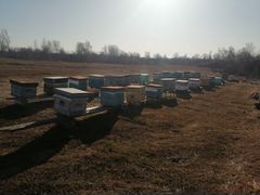 Продам сильные пчелосемьи на выбор, на 12 ра