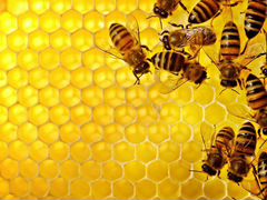 Продаю пчелопакеты или пчелиные семьи