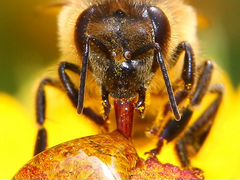 Пчёлопакеты и пчелосемьи