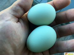 Яйца инкубационные ухейилюй