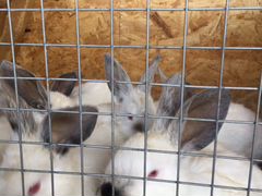 Продам кроликов колифорния 2,5месяца