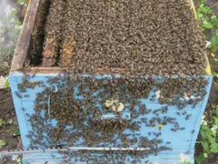 Пчелосемьи,пчелы