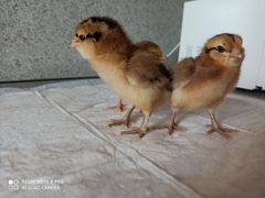 Цыпленок пасхальных кур