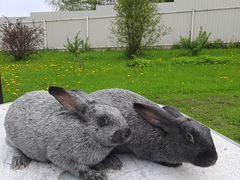 Кролики породы серебро