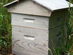Пчелиный рой, пчелы, пчелиная семья, ульи с пчелам