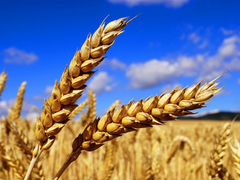 Пшеница урожай 2020