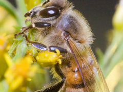 Рой пчёл, 2 неплодные пчеломатки