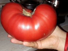 Семена свои томат редис фасоль бобы лук чеснок т п