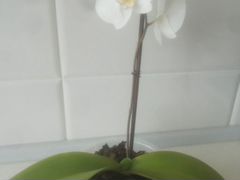 Орхидея Белая