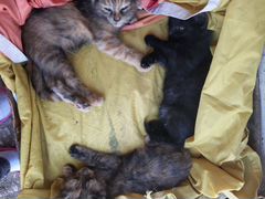 3 красивый котят 2 девочки и 1 мальчик