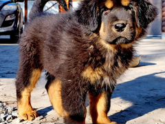 Ждем щенка тибетского мастифа
