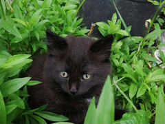 Чёрный коток 2 месяца