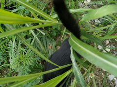 Черный вислоухий котенок