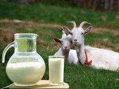 Козье молоко и козлята