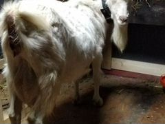 Коза с козлятами по 4 месяца козлятам