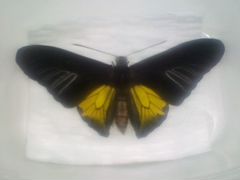 Денежная бабочка Африканская