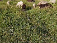 Овцы на Курбан Байрам