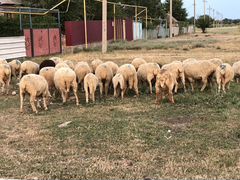 Продаются бараны и овцематки (Миринос)