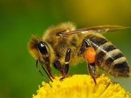 Пчелы- Пчелопакеты породы Карпатка- Карника