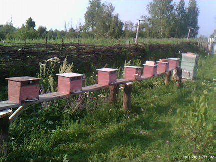 Плодные пчеломатки