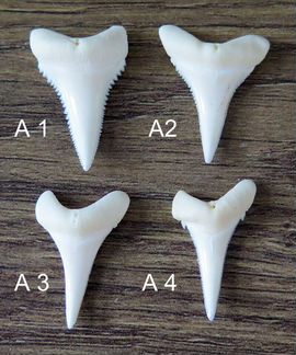 Зубы большой белой акулы