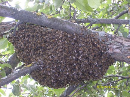 Удаление роёв пчёл