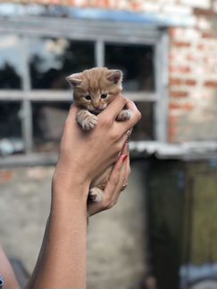Котёнок рыжий в хорошие руки