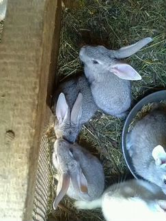 Кролики, возраст 2 месяца