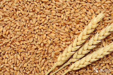 Пшеница 2 тонны
