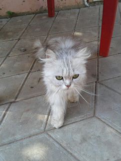 Породистая персидская кошкав