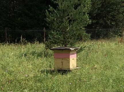 5 ульев с пчелами