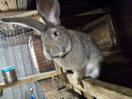 Кролики Фландр. Крольчатина домашняя (тушки 3 кг)