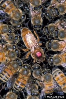 Продаю зимовалые пчелосемьи в апреле-мае 2020г