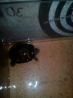 Черепахи 2