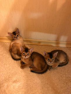 Абиссинские котята 1,5 месяца