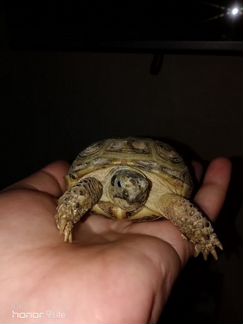 Черепаха Сухопутная