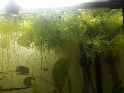 Аквариумные плавающие растения