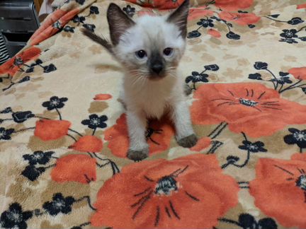 Продается котенок Тайской породы (девочка)