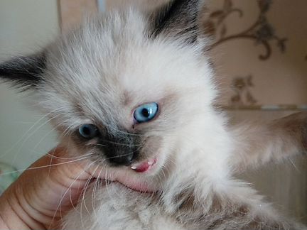 Кошка 1,5 месяца с голубыми глазками