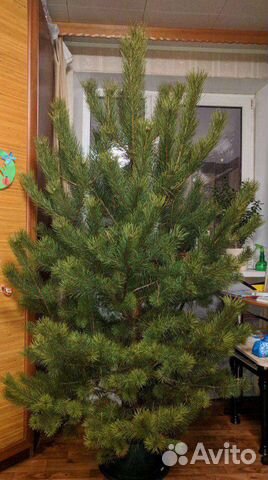 Авито Сосна Новогодняя Купить