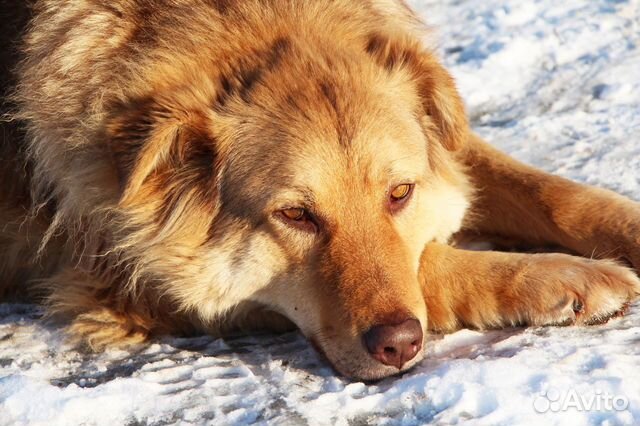 Самый лучший пес