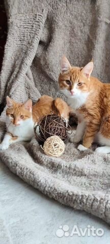 Ищут дом два суперских котенка Финик и Локи