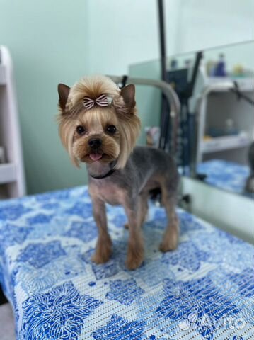 Груминг (стрижка) собак и кошек