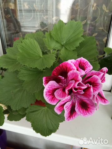 Королевская пеларгония