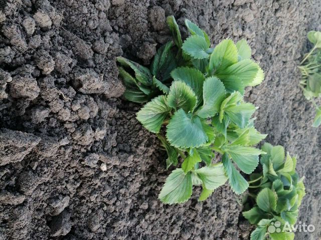 Клубника рассада(виктория)