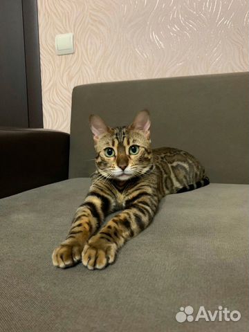 бенгальская кошка чебоксары