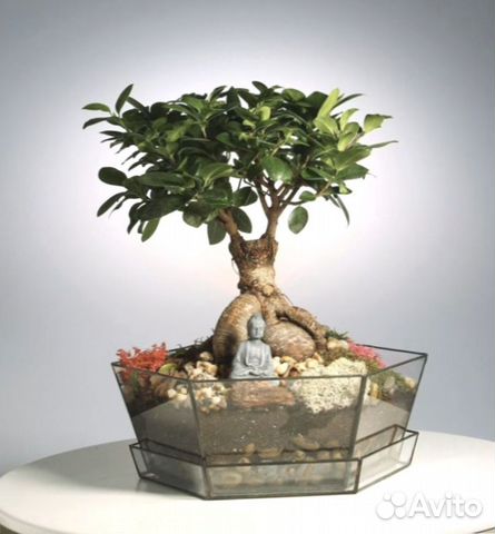 Дерево бонсай, флорариум