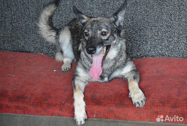 Отдаю собачку Лялю в дар