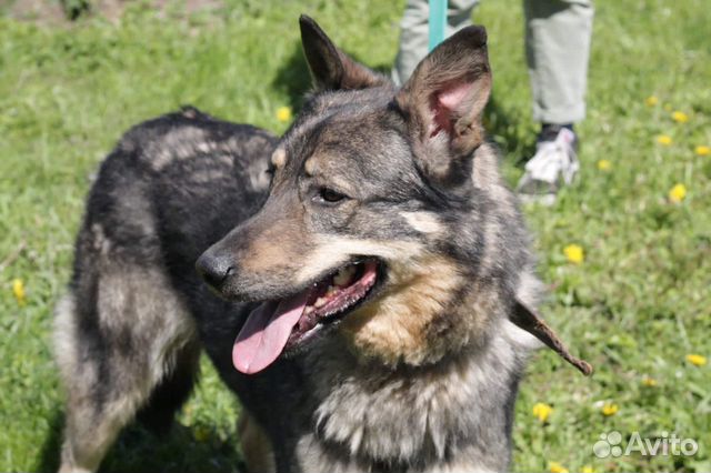 Мир за решеткой.Собака в дар в добрые руки