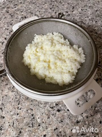 Молочный гриб (тибетский)